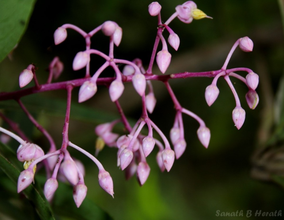 Ardisia rothii A.DC.